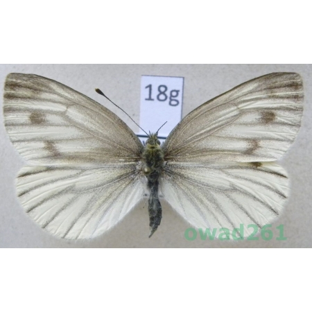 Pieris bryoniae (Hübner, 1806) female Slovakia18g